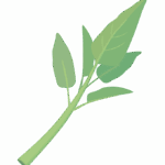 空心菜のイラスト