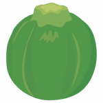 丸ズッキーニのイラスト
