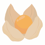 ストロベリートマトのイラスト