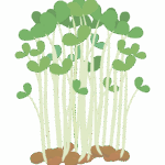 豆苗のイラスト
