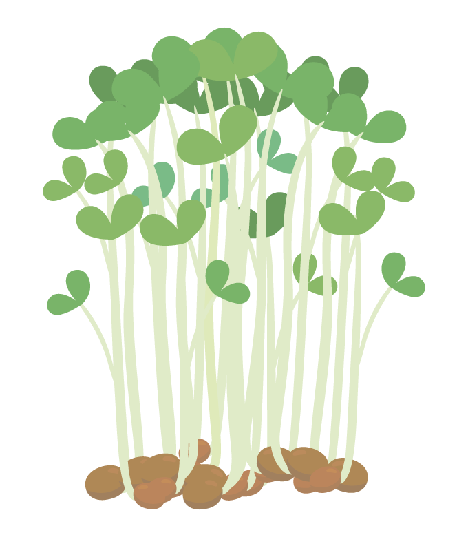 豆苗のイラスト