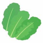 サンチュのイラスト