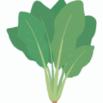 ホウレンソウ（ほうれん草）のイラスト