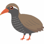 ヤンバルクイナのイラスト