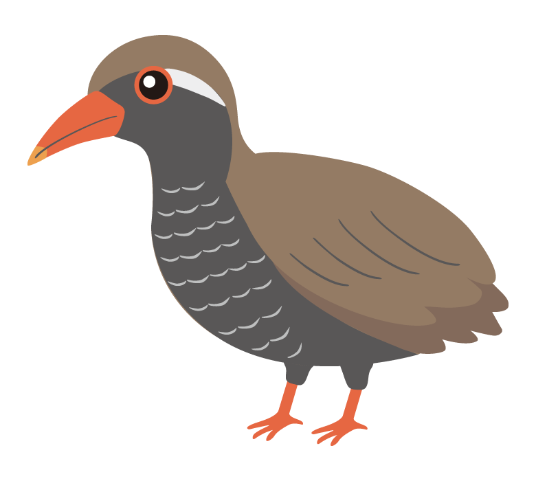 ヤンバルクイナのイラスト