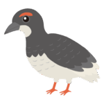 ライチョウのイラスト