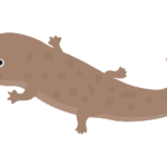 オオサンショウウオのイラスト