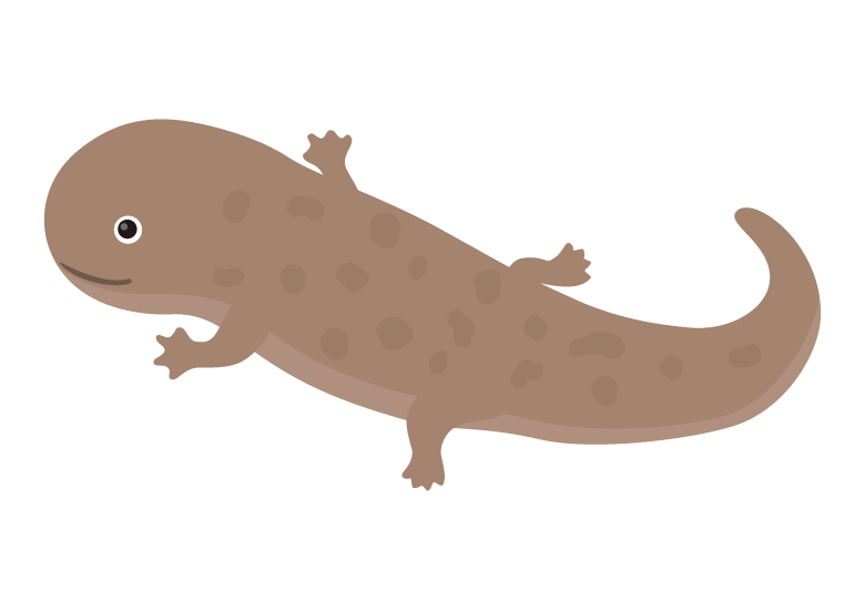 オオサンショウウオのイラスト