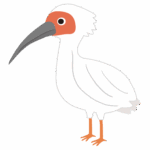 かわいいトキのイラスト