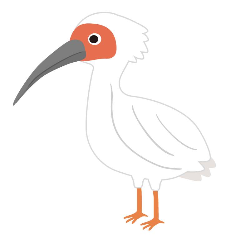 かわいいトキのイラスト