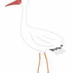 ソデグロヅルのイラスト