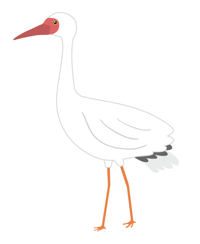 ソデグロヅルのイラスト