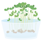 水耕栽培のイラスト