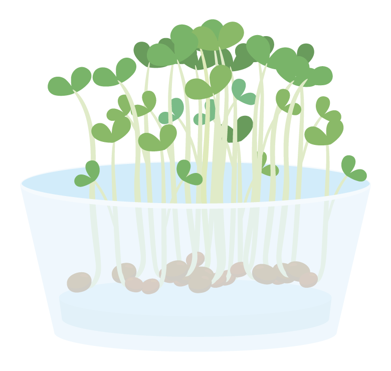水耕栽培のイラスト