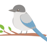 オナガのイラスト