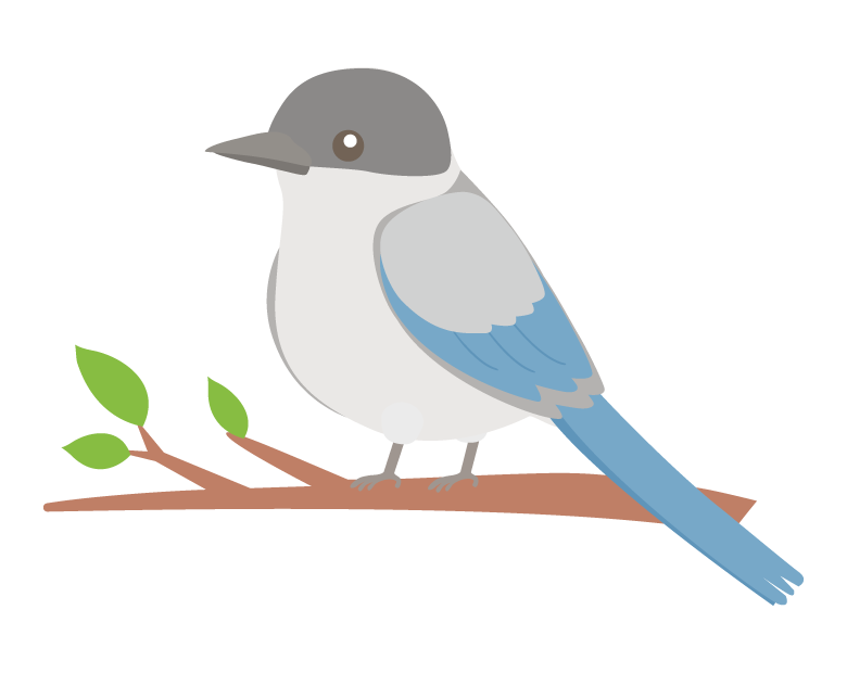 オナガのイラスト