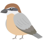 モズのイラスト