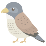 チョウゲンボウのイラスト
