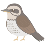 ツグミのイラスト