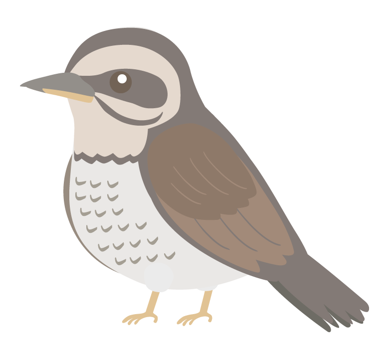 ツグミのイラスト