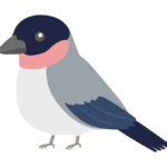ウソ（野鳥）のイラスト