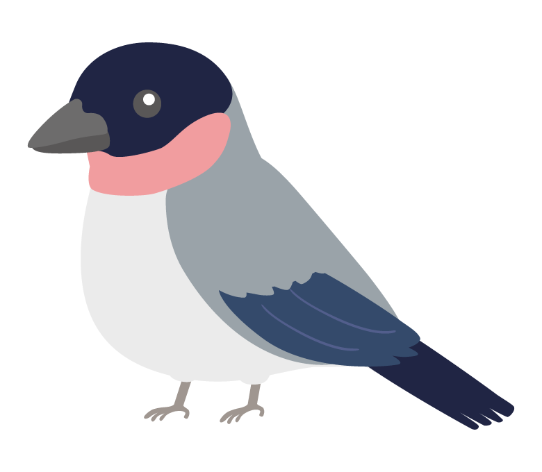 ウソ（野鳥）のイラスト
