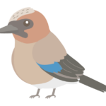 カケスのイラスト