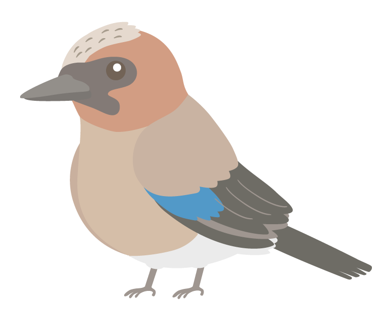 カケスのイラスト