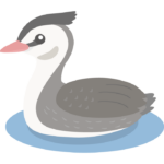 カンムリカイツブリのイラスト