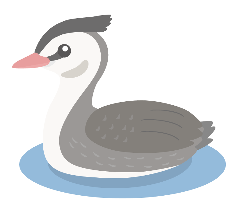 カンムリカイツブリのイラスト