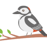 枝にとまっているアカゲラのイラスト