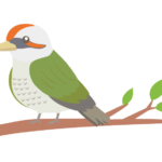 アオゲラのイラスト