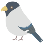 イカルのイラスト