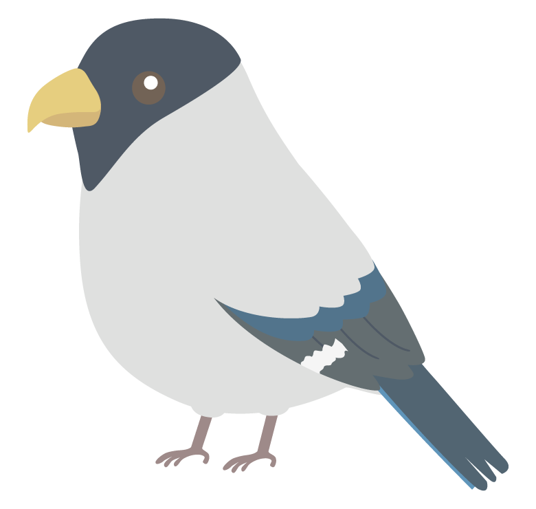 イカルのイラスト