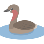 カイツブリのイラスト