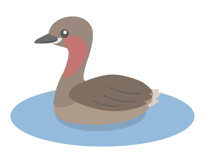 カイツブリのイラスト