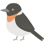 ノビタキのイラスト