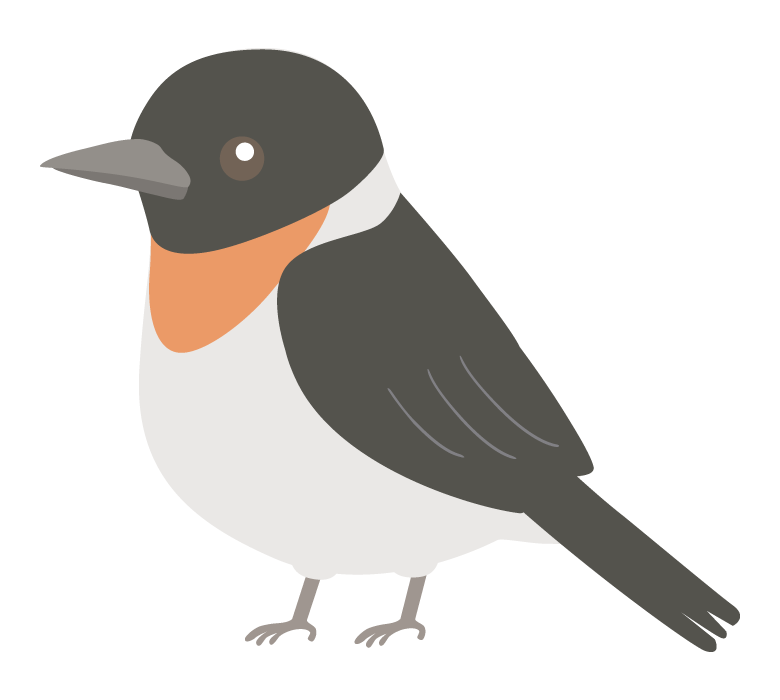 ノビタキのイラスト