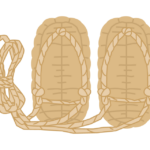 わらじのイラスト