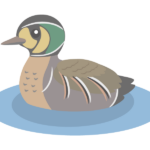 トモエガモのイラスト