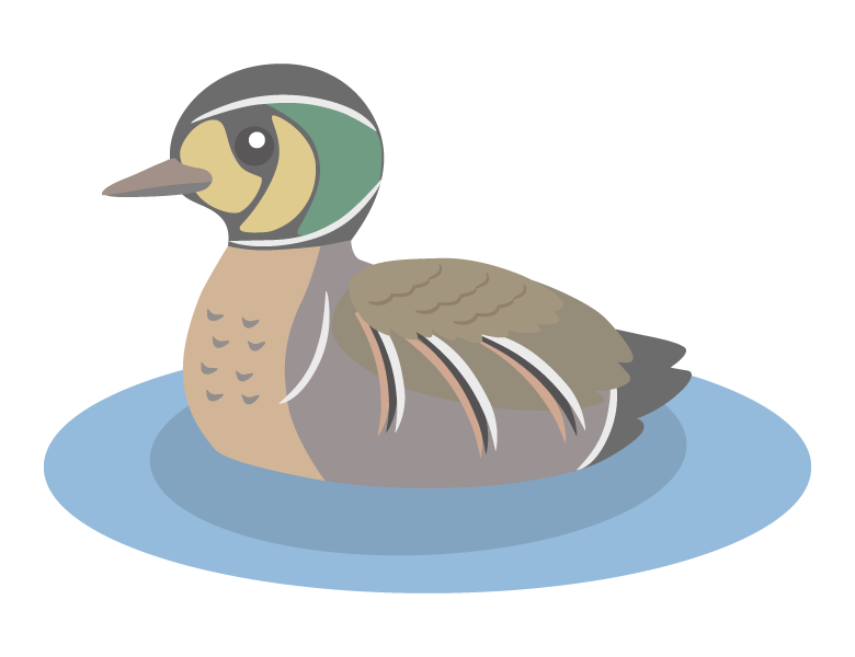 トモエガモのイラスト