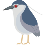 ゴイサギのイラスト