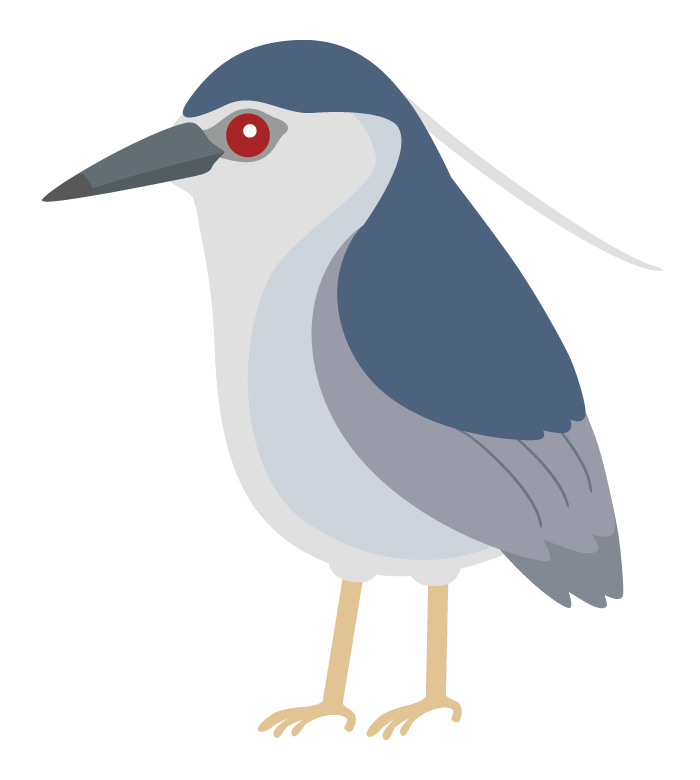 ゴイサギのイラスト