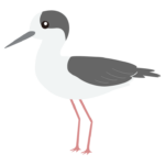 セイタカシギのイラスト