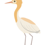 アマサギのイラスト