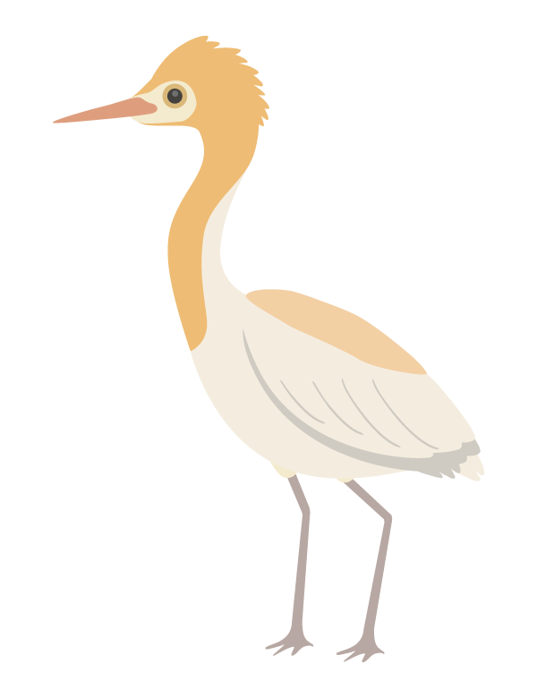 アマサギのイラスト
