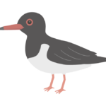 ミヤコドリのイラスト