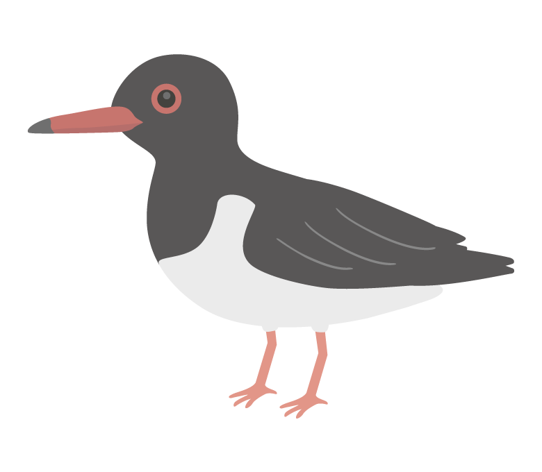 ミヤコドリのイラスト