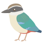 ヤイロチョウのイラスト