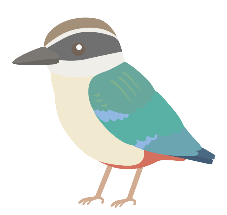 ヤイロチョウのイラスト